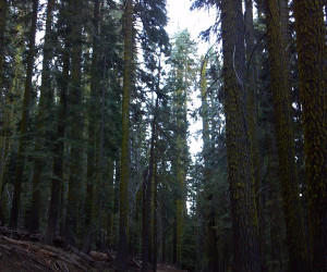 Sampling the Sierra Trail Race Route