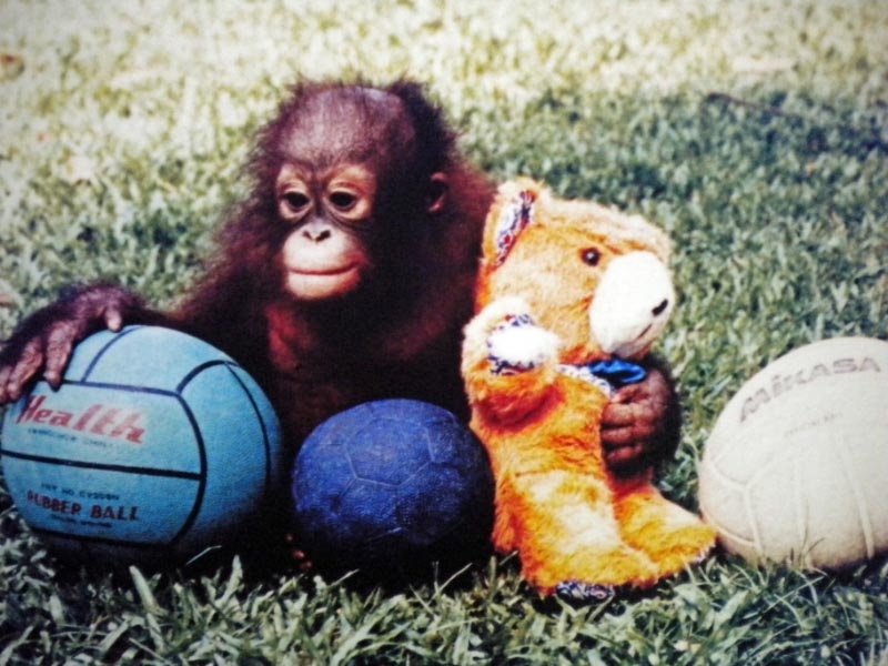 Orangutan with teddy bear
