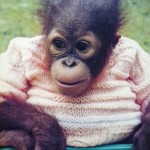 Baby Orangutan in sweater
